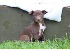 Adopt Sissy a Brown/Chocolate - with White Border Collie / Mixed dog in Red