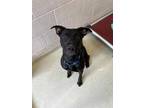 Adopt MILEY a Black Shepherd (Unknown Type) / Mixed dog in Frederick