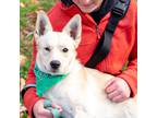 Adopt Oliver a White American Eskimo Dog / Mixed dog in West Grove