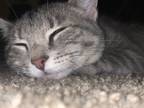 Adopt Mittens a Gray, Blue or Silver Tabby Domestic Shorthair / Mixed (short