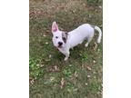 Adopt Boscoe a White - with Brown or Chocolate American Staffordshire Terrier /