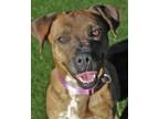 Adopt Scarlet a Brindle Boxer / Mixed dog in Red Bluff, CA (33585971)