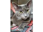 Adopt Perry a Gray or Blue Domestic Shorthair / Domestic Shorthair / Mixed cat