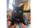 Adopt Emile a All Black Domestic Shorthair / Domestic Shorthair / Mixed cat in
