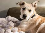 Adopt Duke a Tan/Yellow/Fawn - with White Labrador Retriever / Husky / Mixed dog