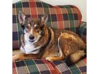 Adopt Devil a Black Husky / Mixed dog in Eureka Springs, AR (33585447)
