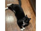 Adopt Baby Girl Cat a All Black Domestic Shorthair / Mixed cat in Durham