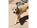 Adopt Ptolemy a Black Mixed Breed (Small) / Mixed dog in Nogales, AZ (33585301)