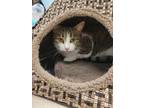 Adopt Jewelee a Brown or Chocolate Domestic Shorthair / Domestic Shorthair /