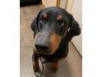 Adopt Dacia (Daisy) a Black Doberman Pinscher / Mixed dog in Grand Prairie