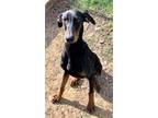 Adopt Henery a Black Doberman Pinscher / Mixed dog in Grand Prairie