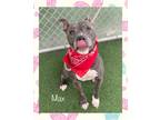 Adopt MAX a Gray/Silver/Salt & Pepper - with White Pit Bull Terrier / Mixed dog