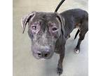Aries, Pit Bull Terrier For Adoption In Reno, Nevada