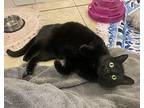 Yin @beau's, Domestic Shorthair For Adoption In Nelson, British Columbia