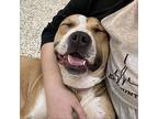 Ears, Pit Bull Terrier For Adoption In Auburn, Alabama