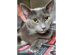 Perry, Domestic Shorthair For Adoption In Shelby, North Carolina