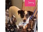 Jerry, Jack Russell Terrier For Adoption In Lyles, Tennessee