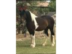 Gorgeous tricolored draft cross mare