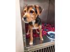 Adopt Mac a Beagle, Wirehaired Terrier