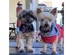 Adopt Noble 9197 a Yorkshire Terrier