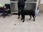 Adopt A119621 a German Shepherd Dog, Mixed Breed