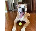 Adopt Easy Mack 49323213 a Saint Bernard, American Staffordshire Terrier