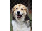 Adopt Buddy a Great Pyrenees