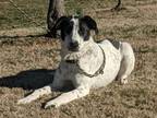 Adopt Chelsea a Pointer