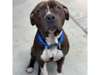 Adopt Mona a Pit Bull Terrier,