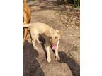 Adopt MEYER a German Shepherd Dog, Labrador Retriever