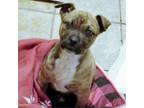 Adopt Poseidon a Pit Bull Terrier, Mixed Breed