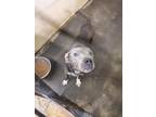 Adopt Azzi a Pit Bull Terrier, Mixed Breed