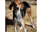 Adopt Mister a Treeing Walker Coonhound