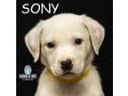 Adopt Technology Litter: Sony a Boxer, Great Dane