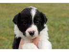 Border Collie Puppy for sale in Upperville, VA, USA