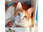 Adopt BILLY a Orange or Red Tabby Domestic Shorthair / Mixed (short coat) cat in