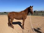 Adopt Luau a Thoroughbred / Mixed horse in Houston, TX (33603270)