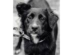 Adopt Bella a Black - with White Border Collie / Mixed dog in Columbia