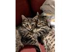 Adopt Abby and Emma a Brown Tabby American Shorthair / Mixed (medium coat) cat