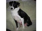 Adopt Penny a Black - with White Border Collie / Mixed dog in Attalla