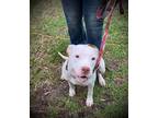 Adopt Candie a White - with Brown or Chocolate Pit Bull Terrier / Mixed dog in