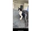 Adopt Maya a Black & White or Tuxedo Domestic Mediumhair cat in Massillon