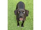 Adopt Asher / Opal a Labrador Retriever / Mixed Breed (Medium) / Mixed dog in
