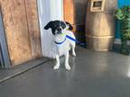 Adopt Hoku a Black - with White Jack Russell Terrier / Corgi / Mixed dog in