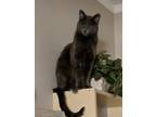 Adopt Steve a Gray or Blue Russian Blue / Mixed (short coat) cat in Fenton