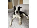 Adopt Nadja a White - with Black Border Collie / Mixed dog in Oxford