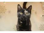 Adopt Echo a All Black Domestic Shorthair / Domestic Shorthair / Mixed cat in