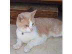 Adopt Bernard a Orange or Red Domestic Shorthair / Domestic Shorthair / Mixed