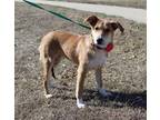 Adopt Ruby a Labrador Retriever / Collie / Mixed dog in Arlington, TX (33601460)