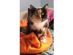 Adopt Leilani a All Black Domestic Longhair / Domestic Shorthair / Mixed cat in